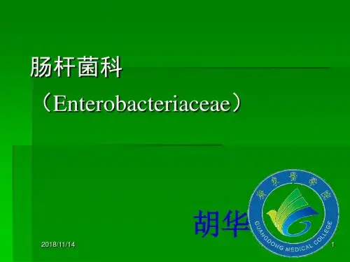 基础微生物肠杆菌科细菌