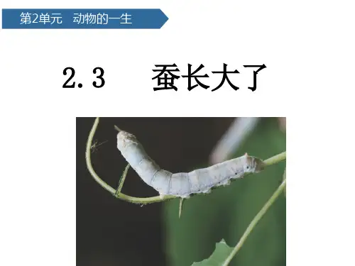 蚕长大了 (课件共13张PPT)