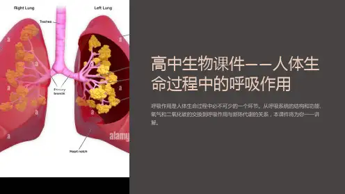 高中生物课件-人体生命过程中的呼吸作用