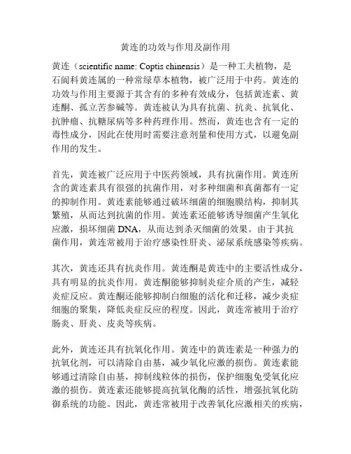 黄连的功效与作用及副作用