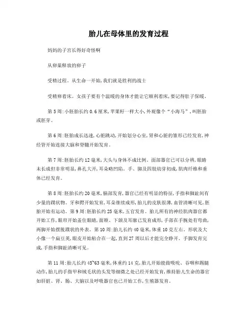 胎儿母体发育过程