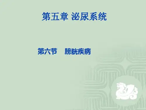 膀胱超声