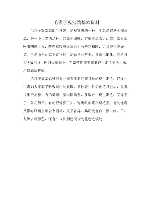 毛领子观赏鸽基本资料