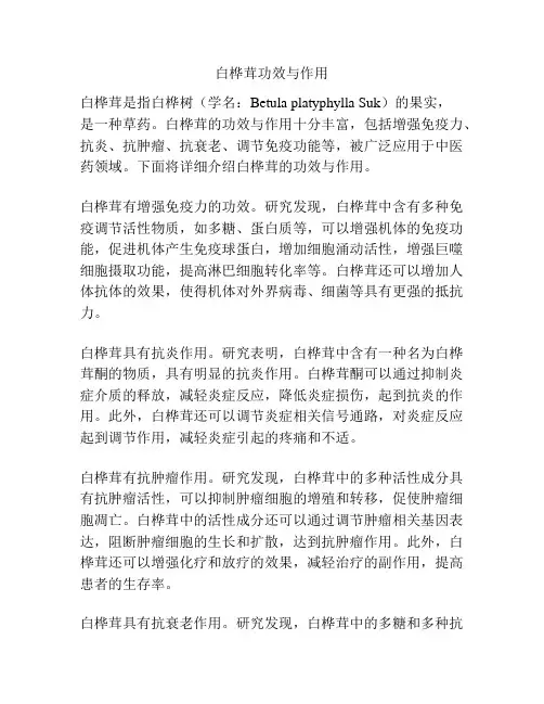 白桦茸功效与作用