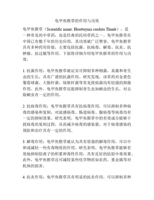 龟甲鱼腥草的作用与功效