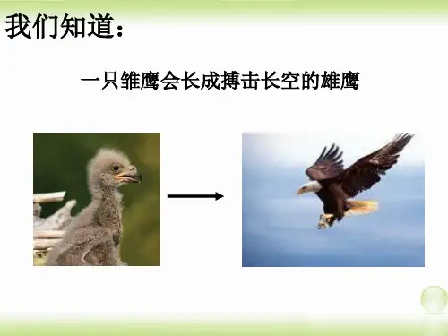 苏教版七年级生物上册-2.3.3细胞分裂与分化课件(共34张PPT)