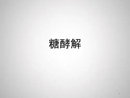 糖酵解PPT课件