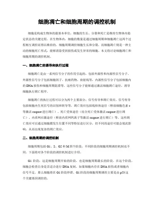 细胞凋亡和细胞周期的调控机制