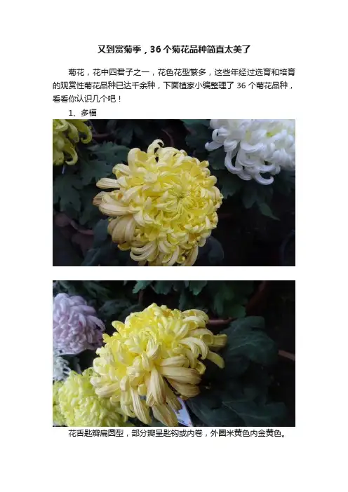 又到赏菊季，36个菊花品种简直太美了