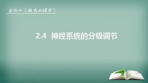 2.4神经系统的分级调节