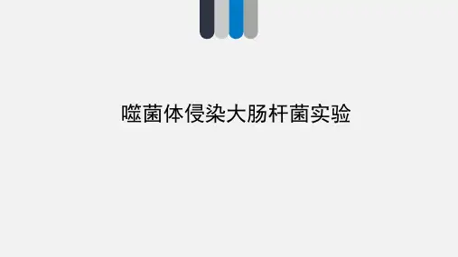 噬菌体侵染大肠杆菌实验课件-高中生物必修二