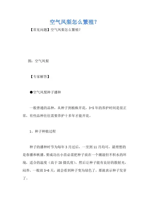 空气凤梨怎么繁殖？