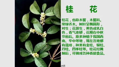 苏教四年级上册课文桂花雨