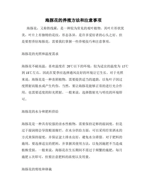 海豚花的养殖方法和注意事项