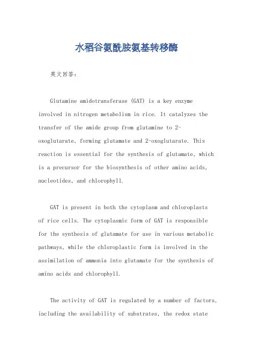 水稻谷氨酰胺氨基转移酶