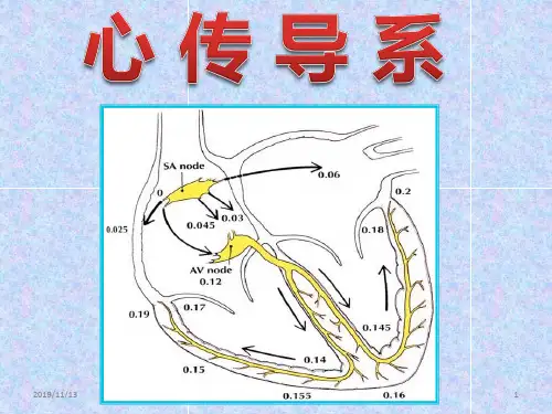 心传导系PPT课件