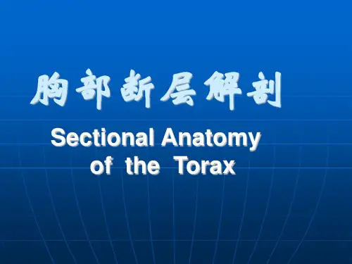 胸部断层解剖医学课件