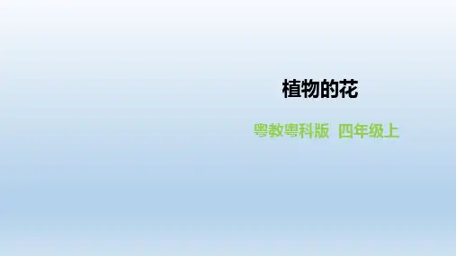 四年级上册科学课件-1.5《植物的花》l 粤教版(共20张PPT)