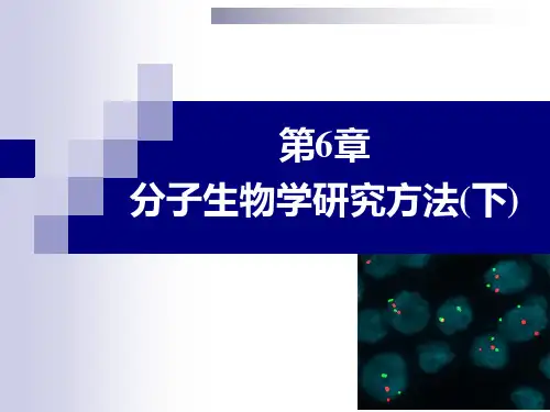 第6章 分子生物学研究方法(下)