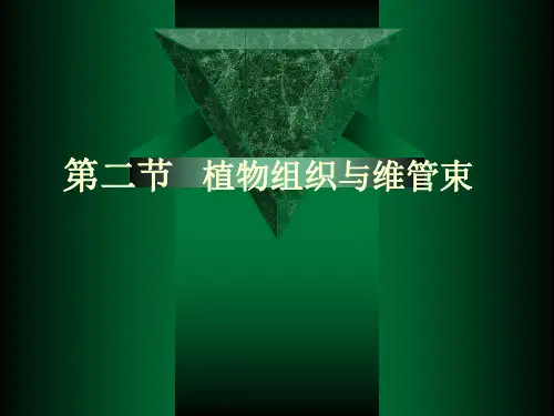 植物组织与维管束