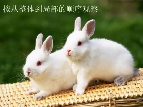 《我的动物朋友》PPT课件