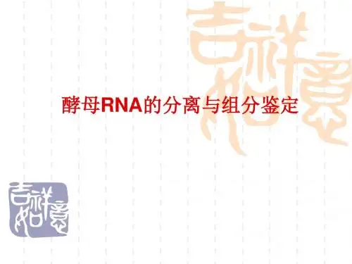 酵母RNA的分离与组分鉴定