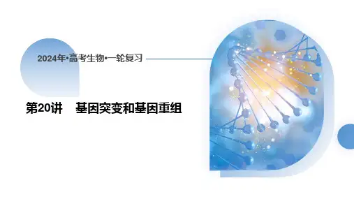 高三一轮复习生物基因突变和基因重组课件