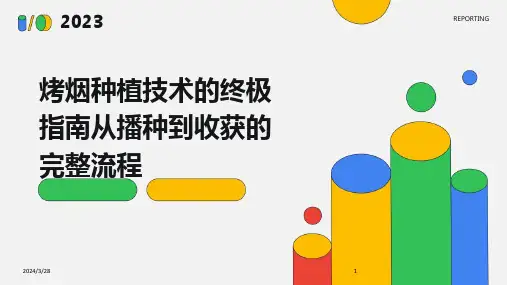 烤烟种植技术的终极指南从播种到收获的完整流程-2024鲜版