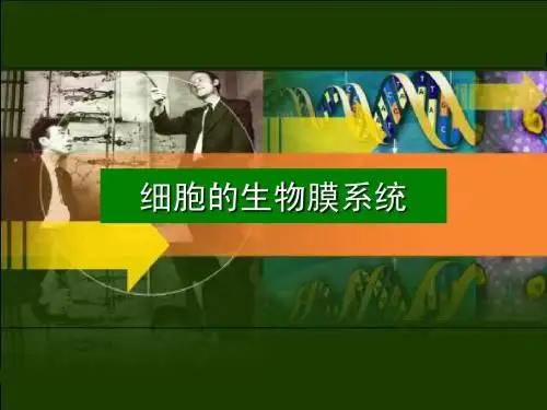 生物膜系统