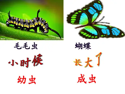 昆虫的生殖和发育