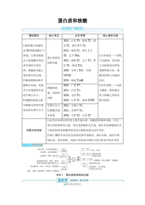 2025年高中生物高考精品备课教案：蛋白质和核酸