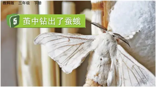 小学三年级科学下册教学课件《茧中钻出了蚕蛾》