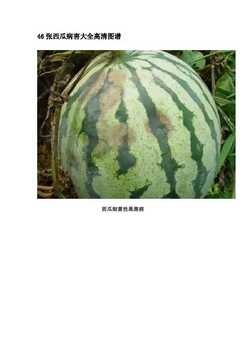 46张西瓜病害大全高清图谱