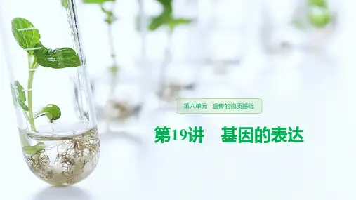 高三生物一轮复习精品课件： 基因的表达