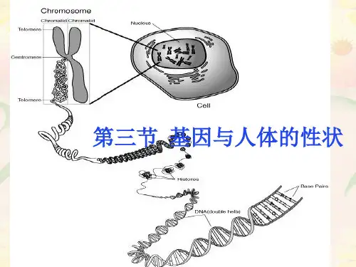 沪教版生物八年级第一册2.3.2 染色体与人体性别决定 课件 (1)