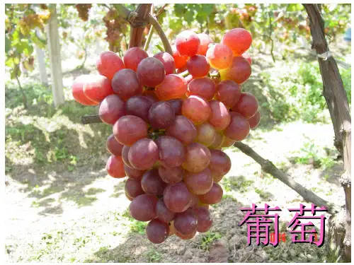 《葡萄高产栽培技术》PPT课件