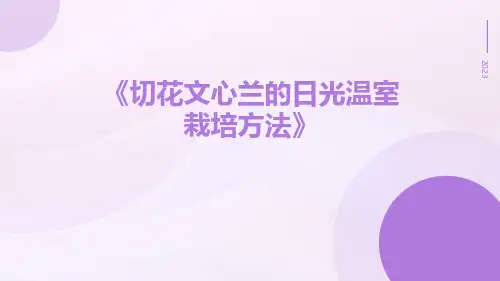 切花文心兰的日光温室栽培方法