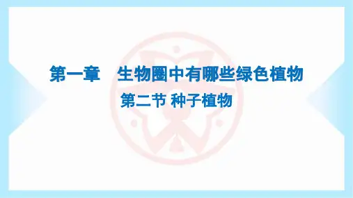 2023年人教版七年级上册生物第三单元生物圈中的绿色植物第一章生物圈中有哪些绿色植物第二节种子植物