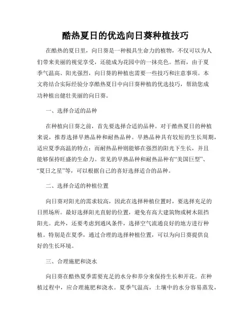 酷热夏日的优选向日葵种植技巧