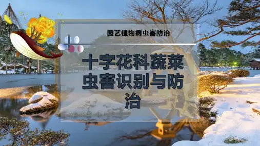 十字花科蔬菜虫害识别与防治