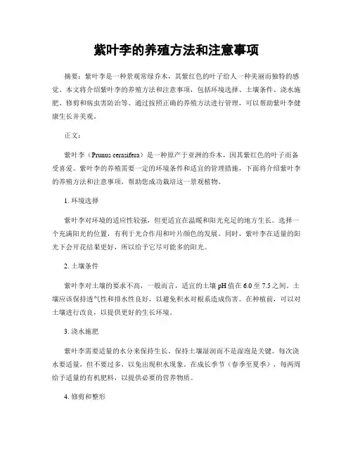 紫叶李的养殖方法和注意事项