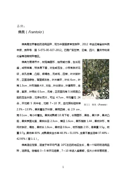 油橄榄品种简介