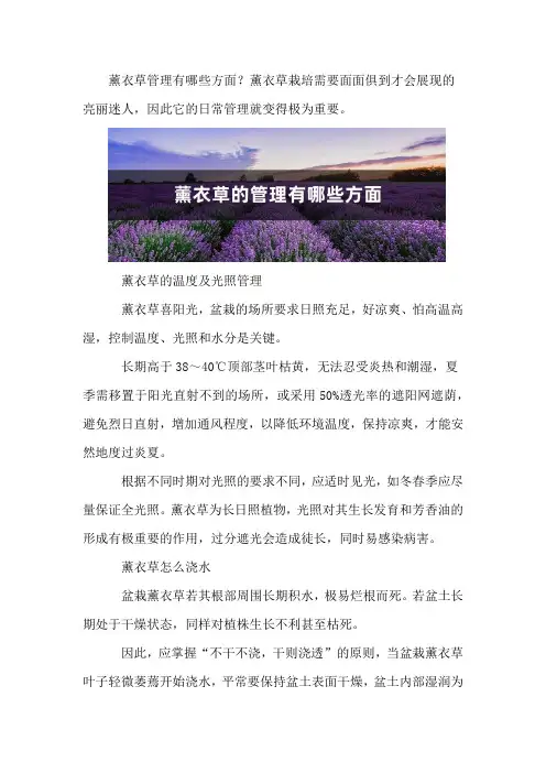 薰衣草的管理有哪些方面