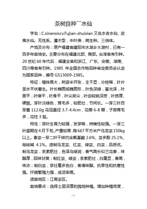 茶树良种――水仙