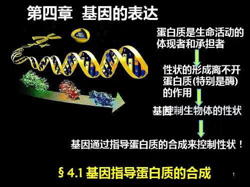 遗传信息的转录PPT课件
