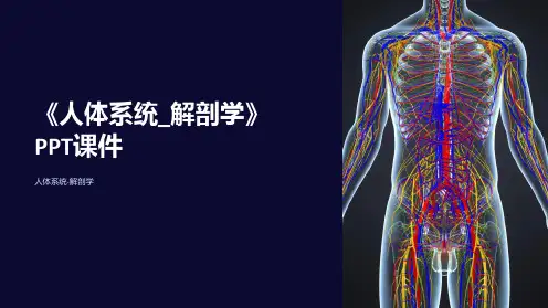 《人体系统_解剖学》课件