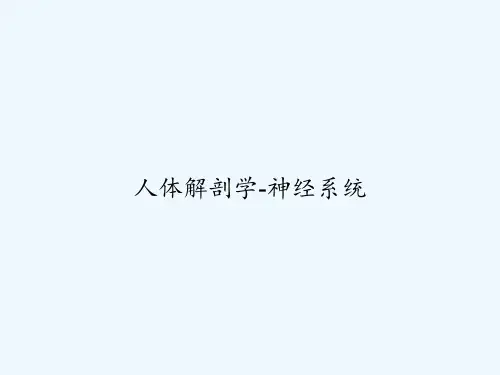 人体解剖学-神经系统-PPT