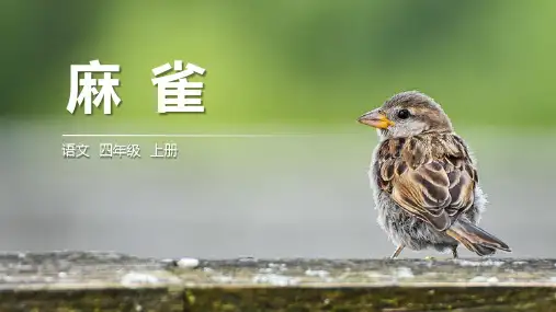 部编版语文四年级上册16《麻雀》课件(共41张PPT)