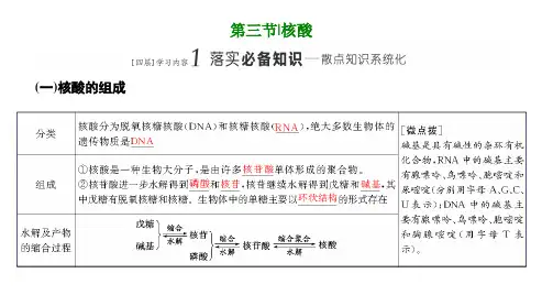 人教版(2019)高中化学选择性必修三第四章第三节 核酸