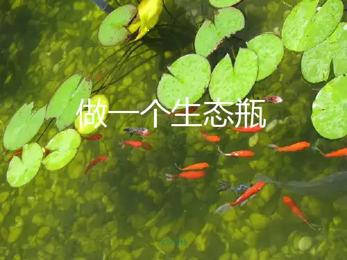 做一个生态瓶完成
